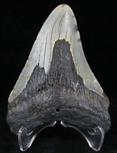 Bargain Megalodon Tooth - North Carolina #21695